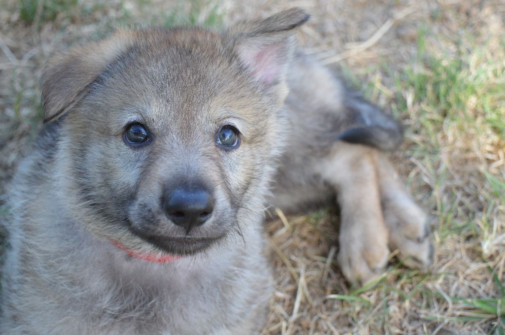 Chiot Elevage Des Loups Malins De Gaelice Eleveur De Chiens Chien Loup Tchecoslovaque