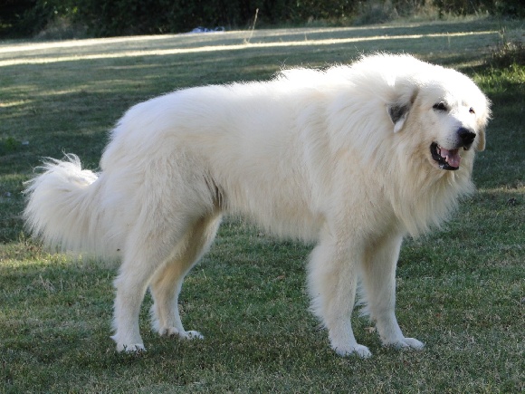 Accueil Elevage Du Domaine De La Dou Eleveur De Chiens