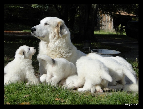 Accueil Elevage Du Domaine De La Dou Eleveur De Chiens