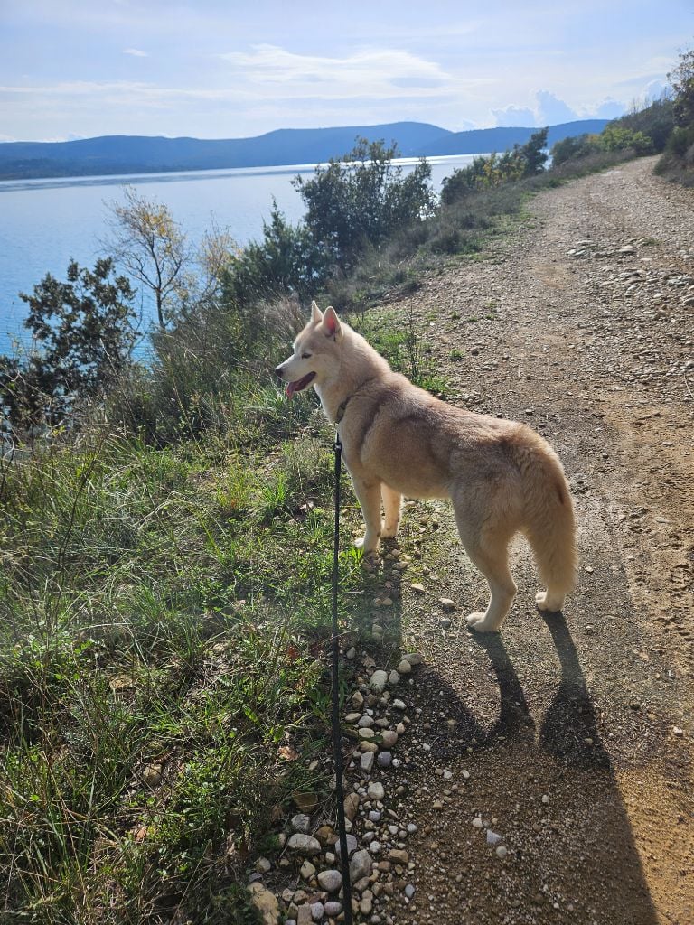 Smoothie of Wolf's River