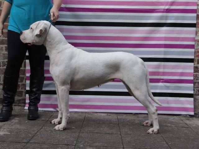 Accueil Elevage Familial Eleveur De Chiens Dogo Argentino