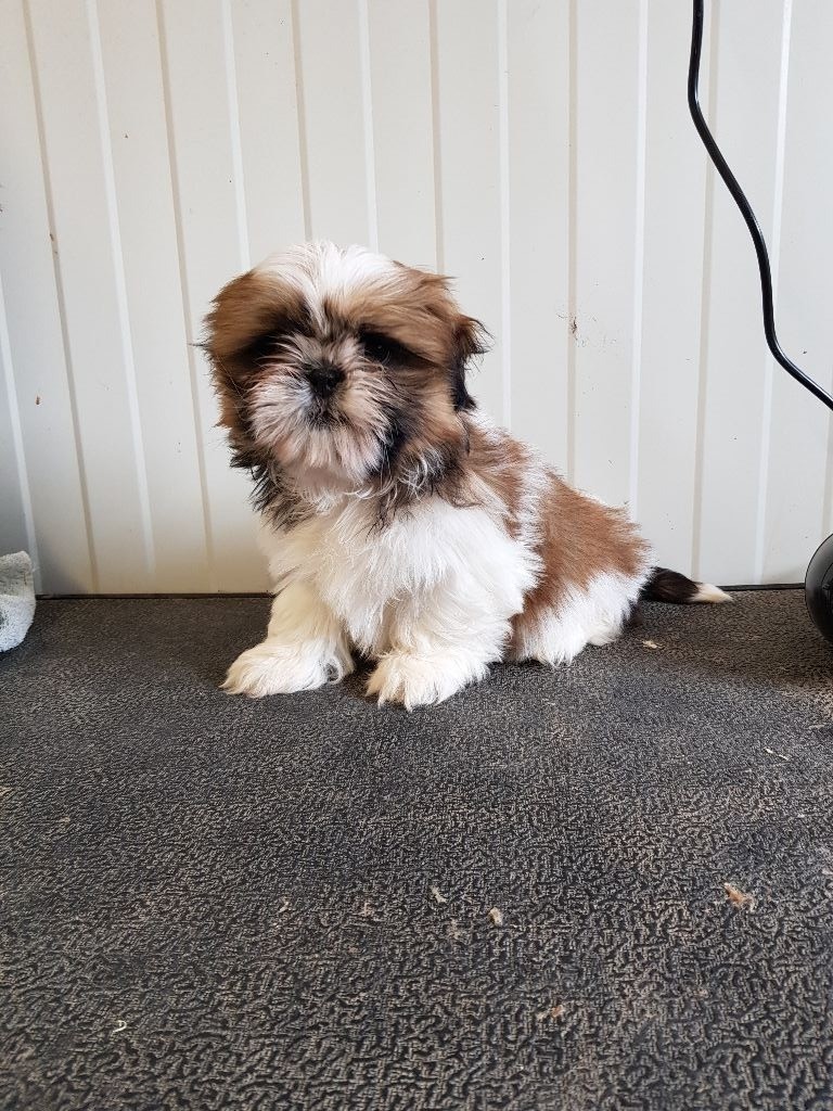 Chiot Shih Tzu, mâle disponible en Normandie, 14 - Calvados 