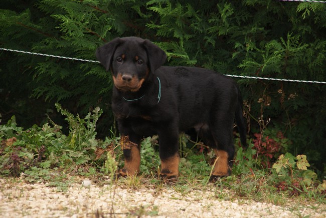 Goliath Du Mont Farmer