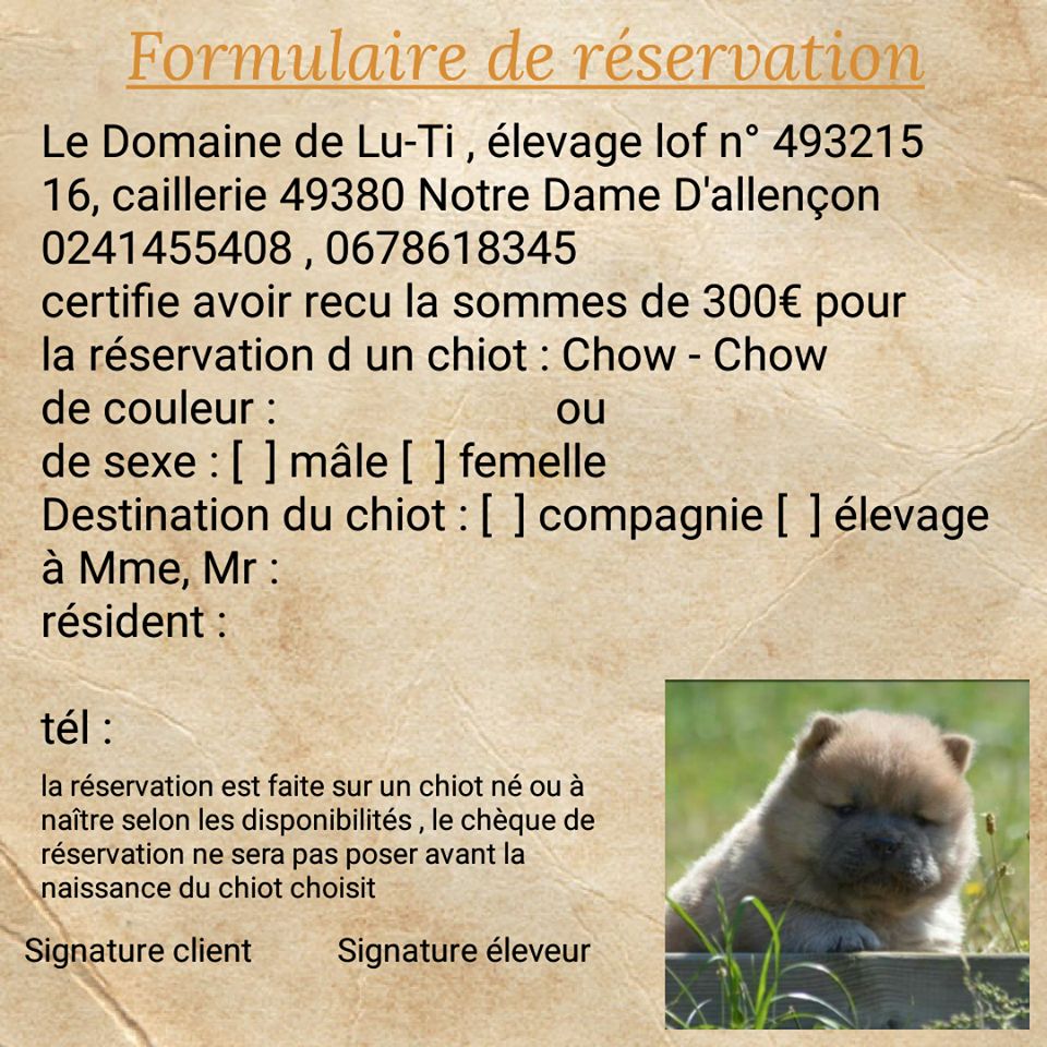 Accueil Elevage Du Domaine De Lu Ti Eleveur De Chiens Chow Chow