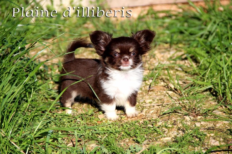 Lord of the diamonds De La Plaine D'illiberis