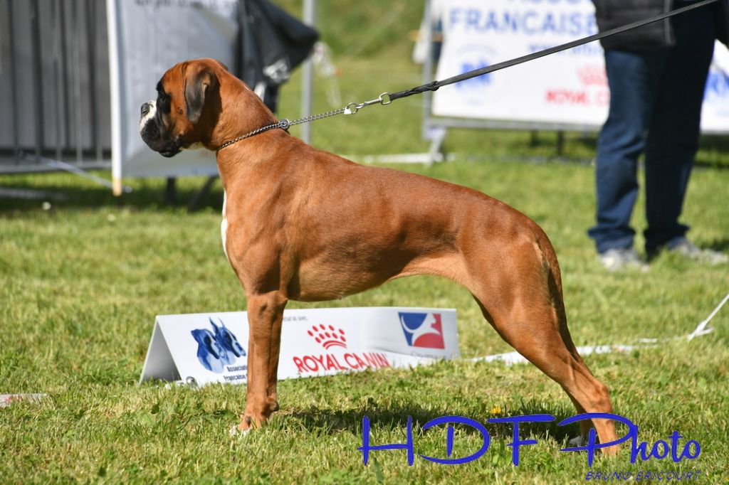 Utopia Du Haras Des Fougeres