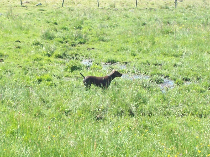 Chypie du Pied du Mont