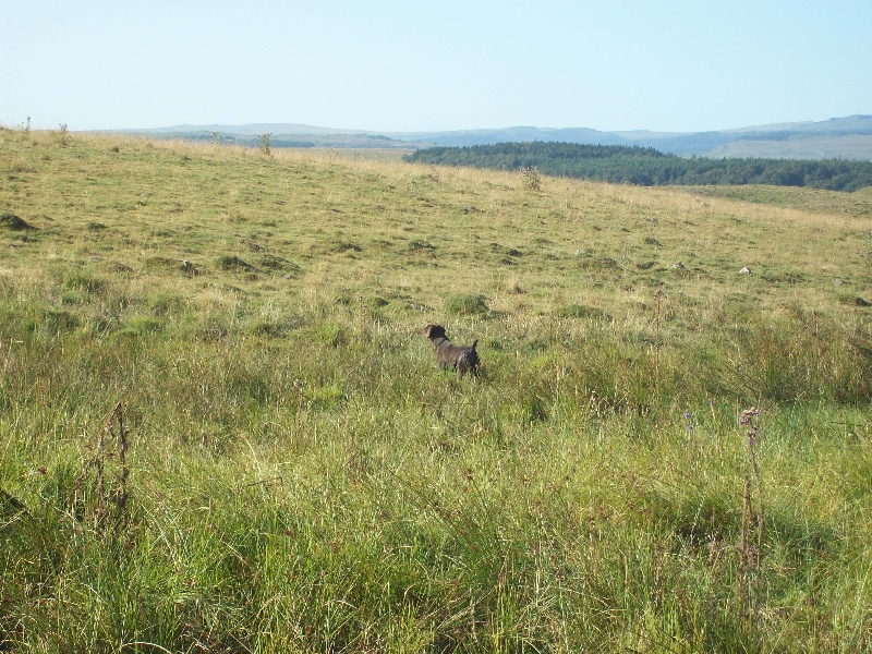 Chypie du Pied du Mont