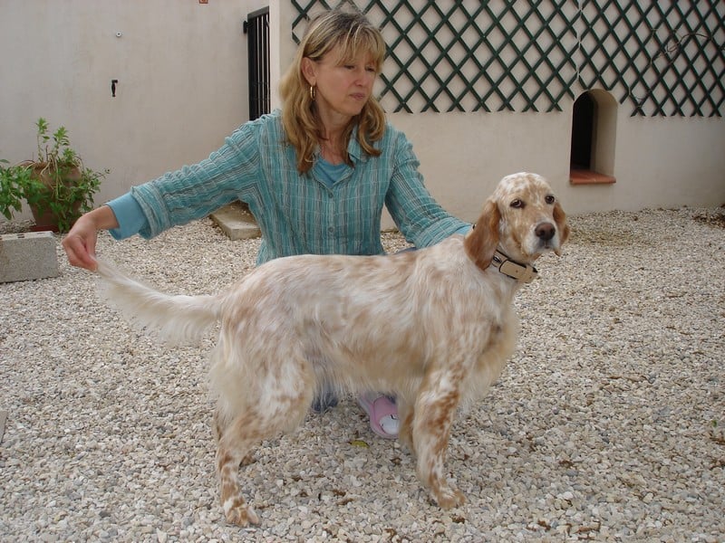 Belle de l'aile Rousse