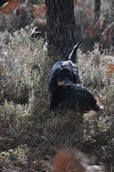 CH. Cie cib chcs. ch luxembourg  look of Lady Woodcock