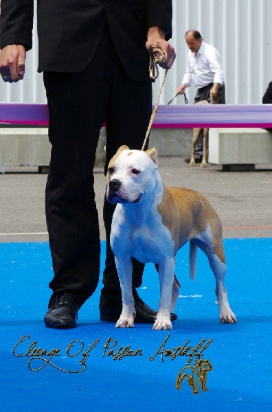 Glory beautiful victorious Of Passion Amstaff 