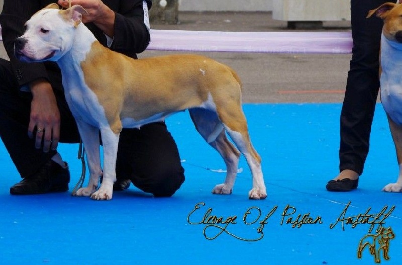 Glory beautiful victorious Of Passion Amstaff 