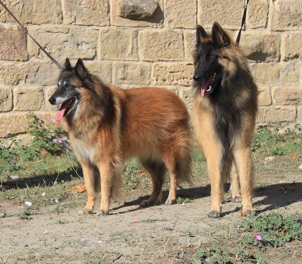 Majestic De L'orée Bergère