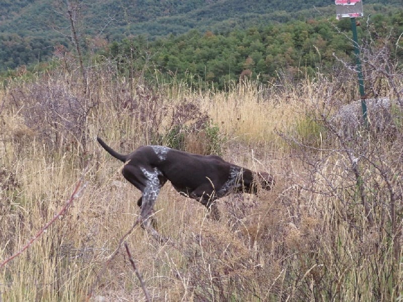 Lassie De La Vallee De La Tet