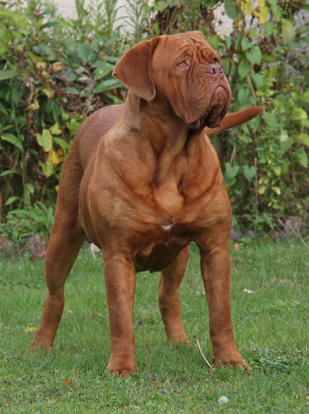 Accueil - Elevage De La Maison Du0027izzie - eleveur de chiens Dogue 