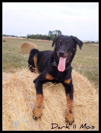 Duo dit dark de l'enclos d'Usco