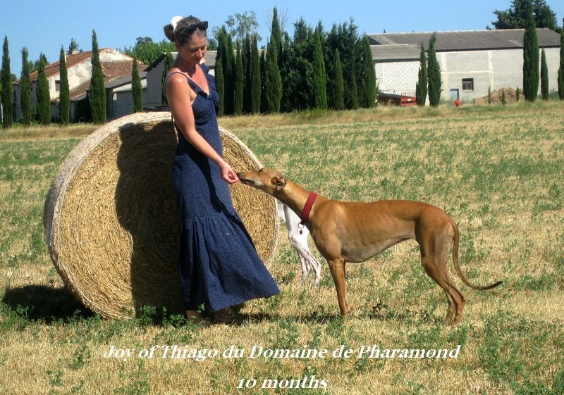 CH. Joy of thiago Du domaine de pharamond