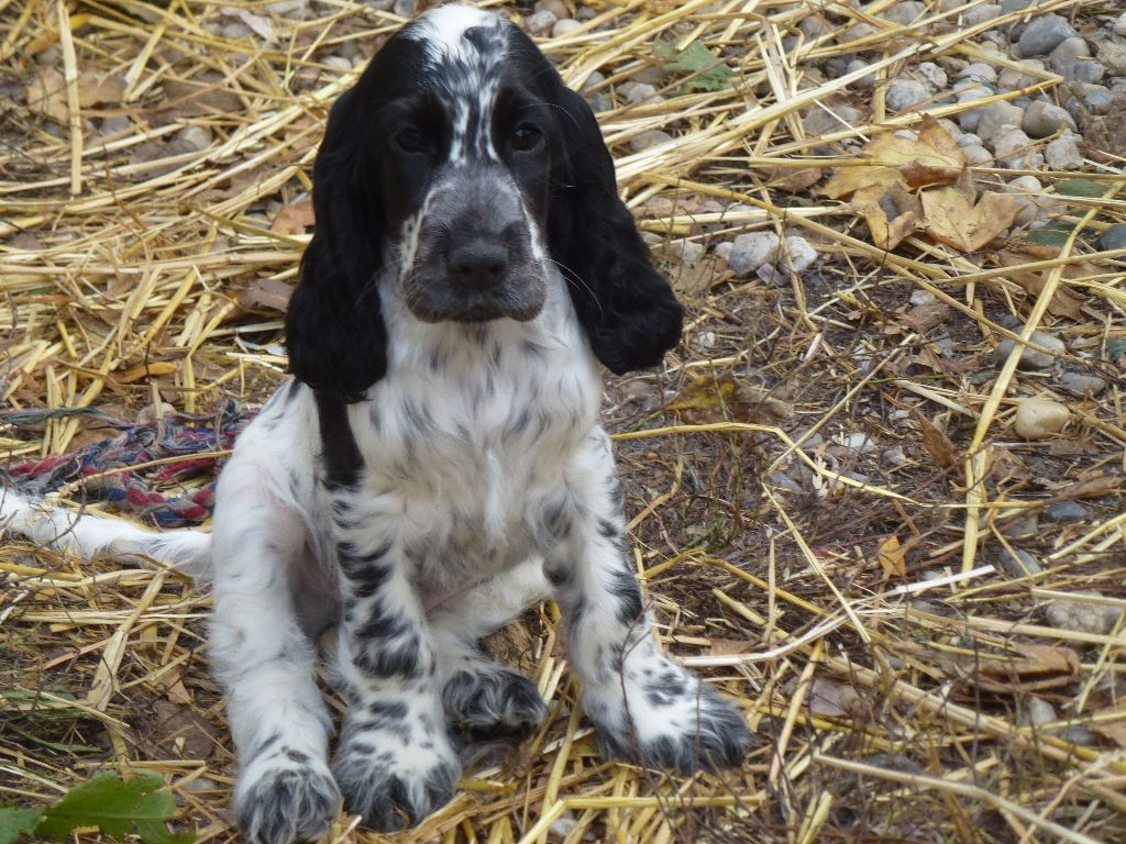 Chiot Elevage Du Taillis Du Houx Eleveur De Chiens