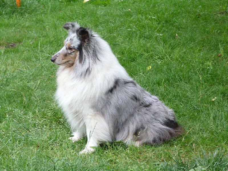 First lady la bleue des Crocs de Provence