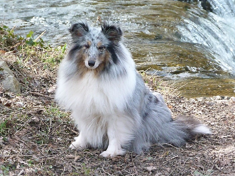 First lady la bleue des Crocs de Provence