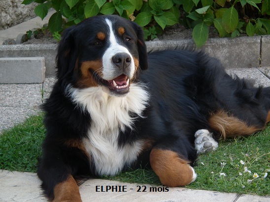 Elphie de la Vallée de l'Hyrome