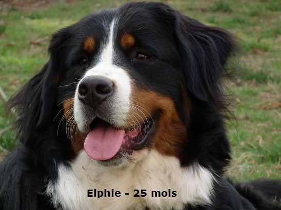 Elphie de la Vallée de l'Hyrome