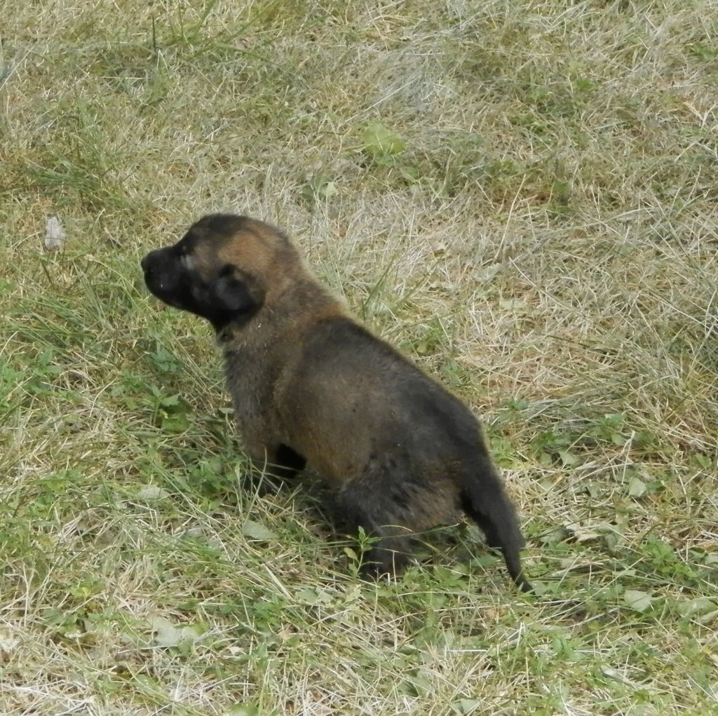 Chiot Berger Belge Potoc Mâle Disponible En Nouvelle