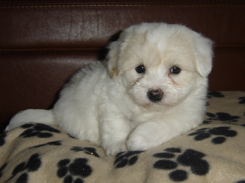 Chiot Elevage Des Terres De Pallanne Coton De Tulear Lof De Qualite