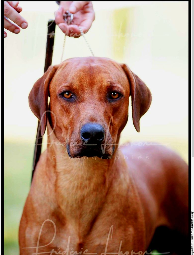 Accueil - Elevage Du Clos Bhakti - Eleveur De Chiens Rhodésian Ridgeback