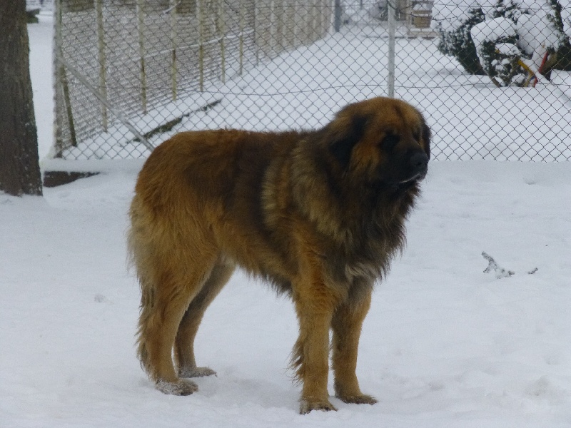 Enzo de la Terre des Lions du Berry