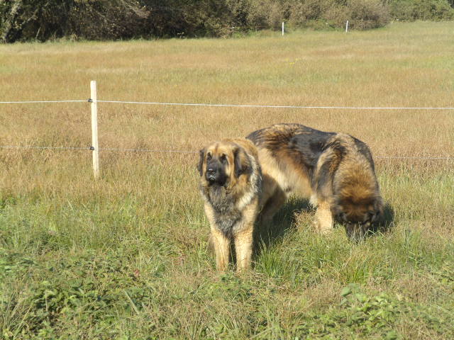 Enzo de la Terre des Lions du Berry