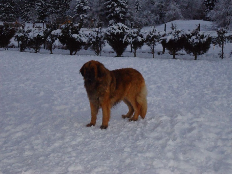 Enzo de la Terre des Lions du Berry