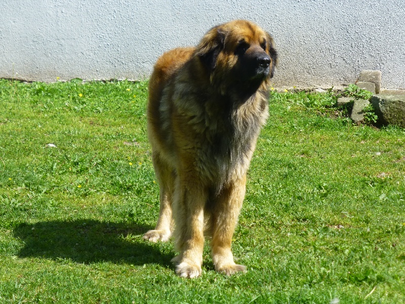 Enzo de la Terre des Lions du Berry