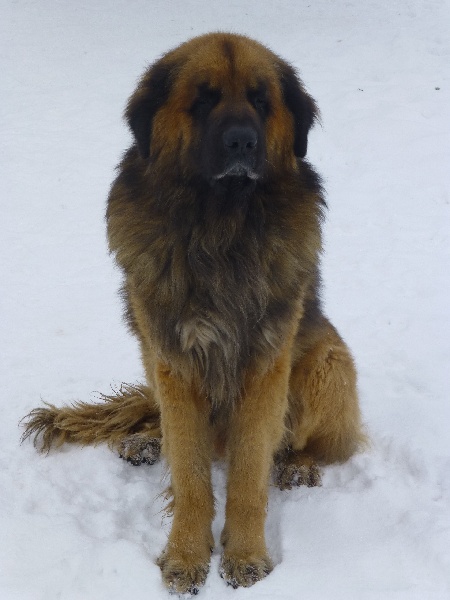 Enzo de la Terre des Lions du Berry