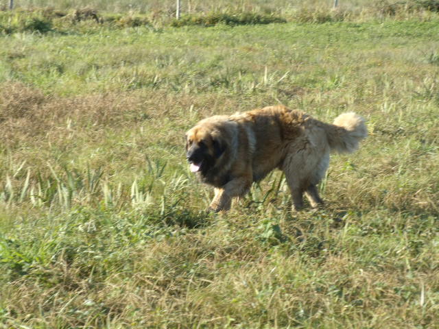 Enzo de la Terre des Lions du Berry