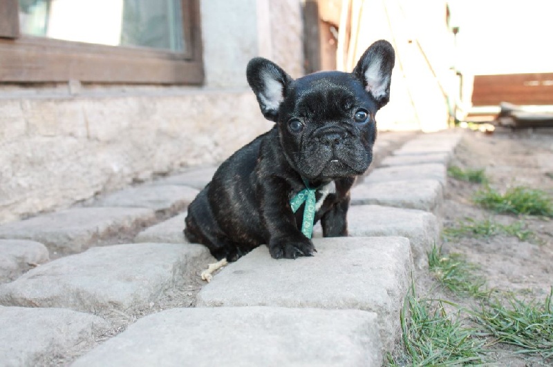 Chiot Elevage De La Futaie Des Merveilles Eleveur De Chiens Bouledogue Francais