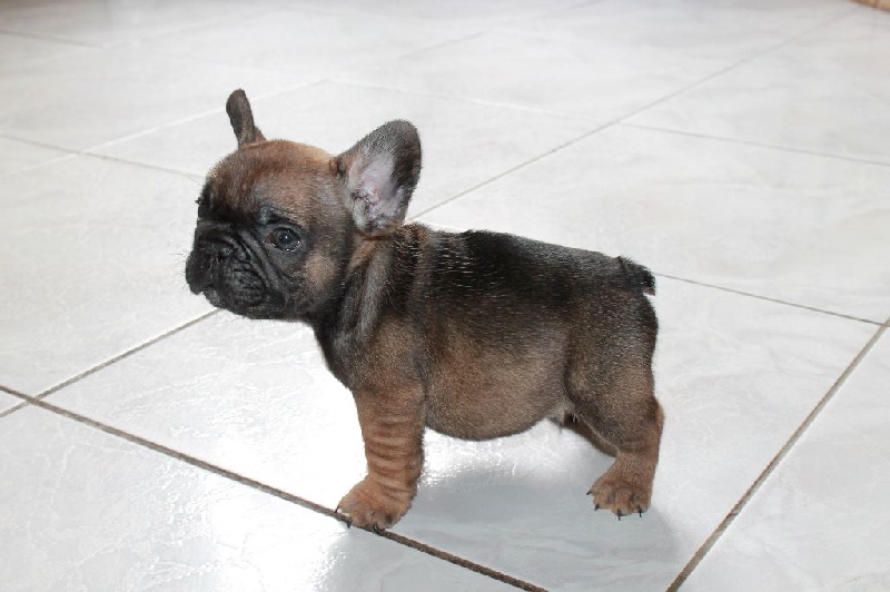 Chiot Elevage De La Futaie Des Merveilles Eleveur De Chiens Bouledogue Francais