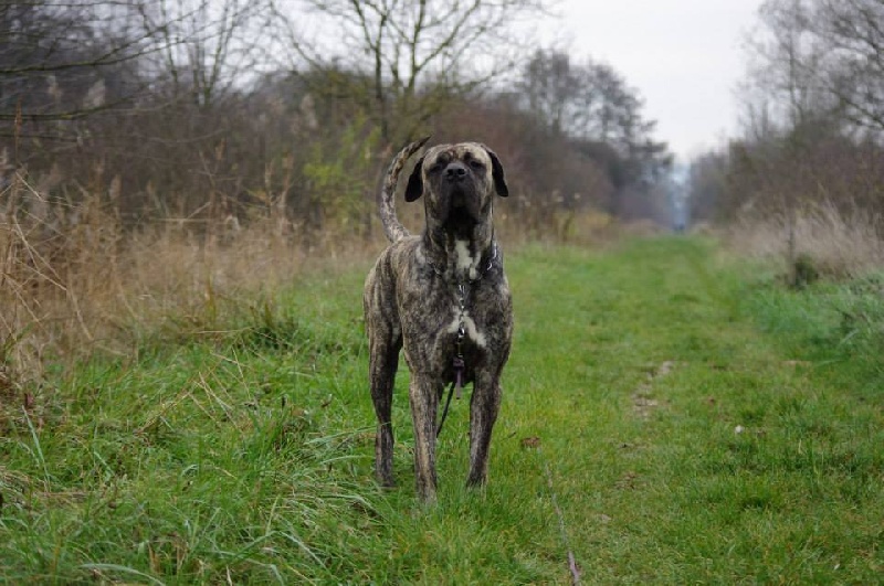 Filou Des P'tits Loups Du Sundgau