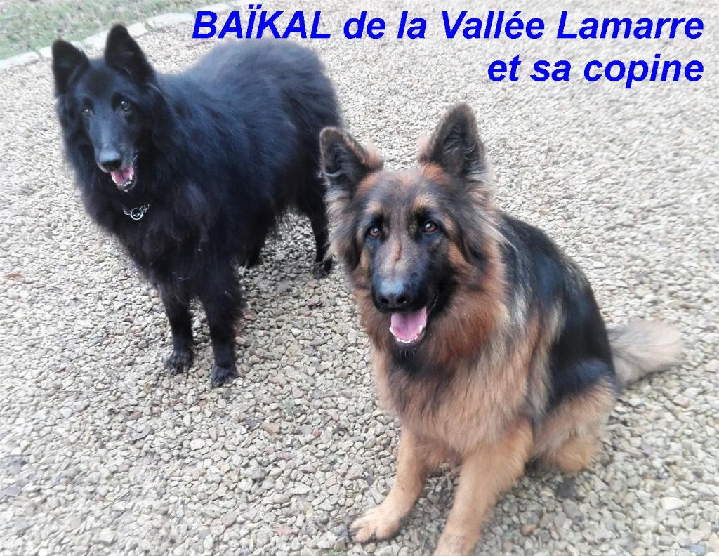 Baïkal de la Vallée Lamarre