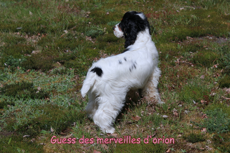 TR. Guess Des Merveilles D'orion