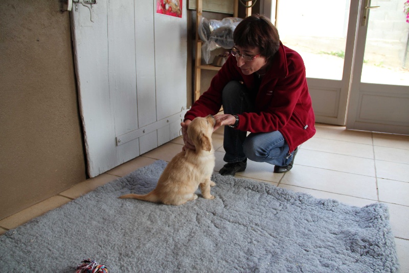 Photo Elevage Familial Du Pays Des Eduens Eleveur De Golden Retriever