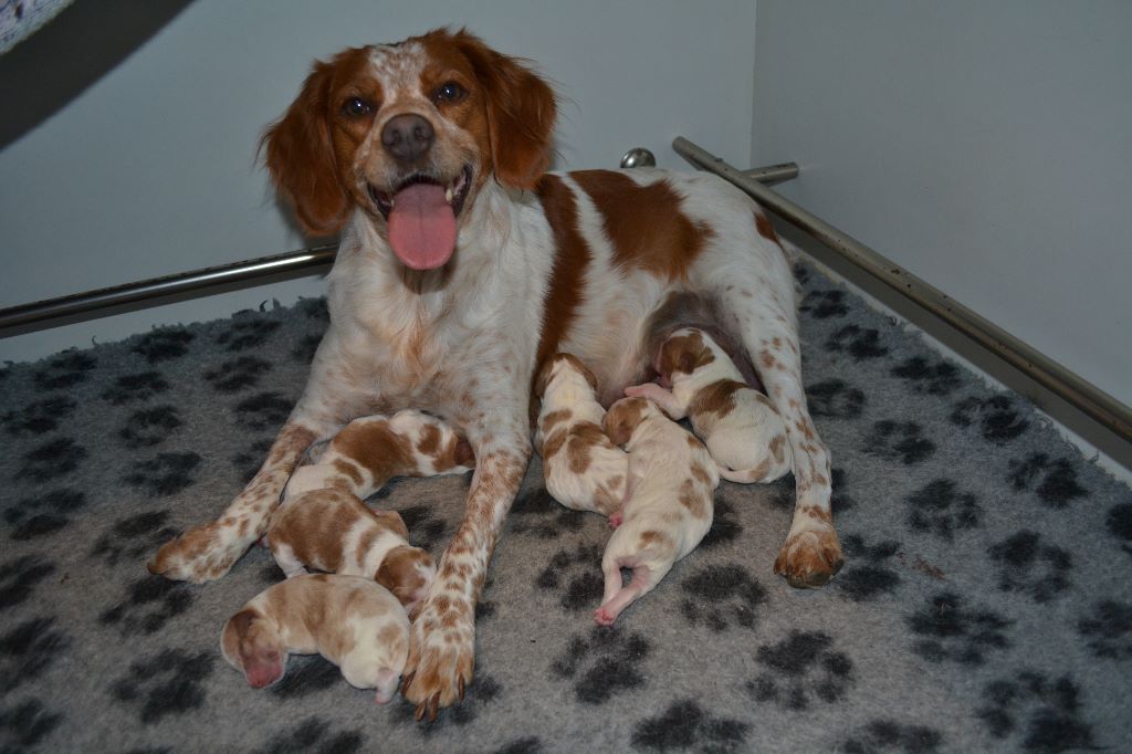 Chiot Elevage Du Jardin Des Saules Eleveur De Chiens Epagneul Breton