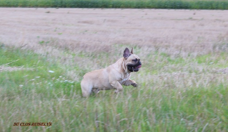 Ivan des bulls des hautes falaises