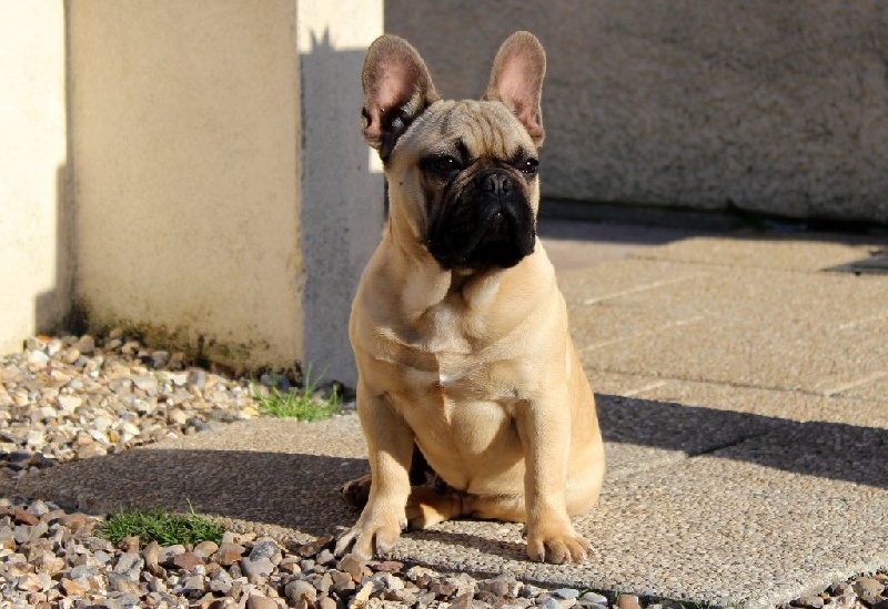 Ivan des bulls des hautes falaises