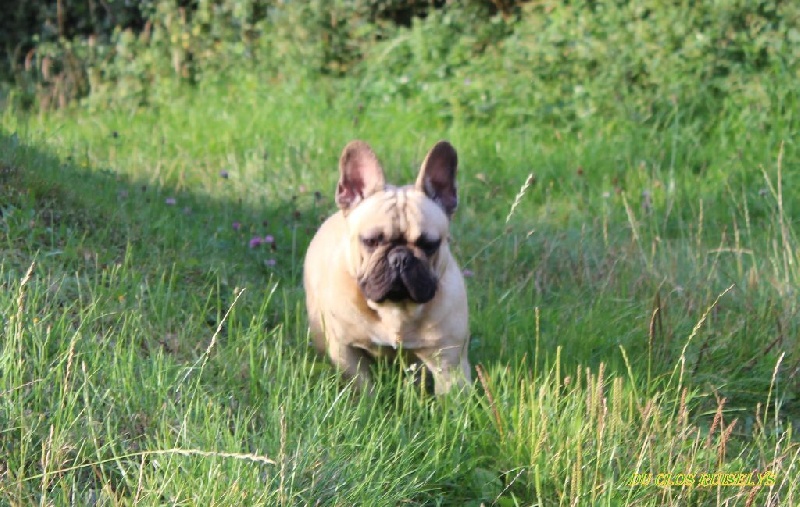 Ivan des bulls des hautes falaises