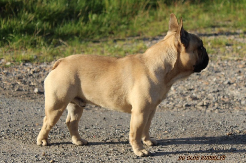 Ivan des bulls des hautes falaises