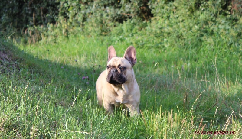 Ivan des bulls des hautes falaises