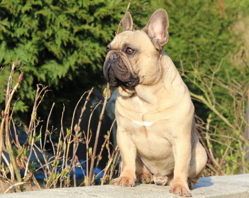 Ivan des bulls des hautes falaises