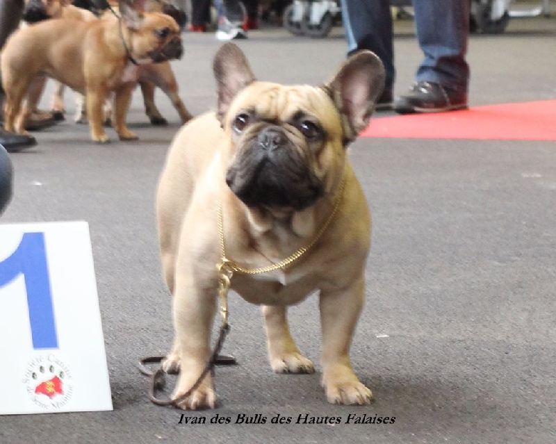 Ivan des bulls des hautes falaises