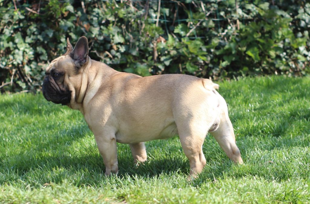 Ivan des bulls des hautes falaises